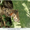 melitaea interrupta daghestan female1